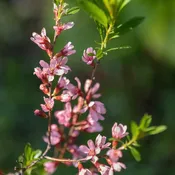 Almond, Dwarf Russian
