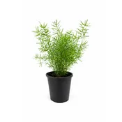 Asparagus Fern Serengeti