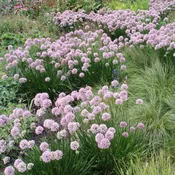 Allium ‘Summer Beauty’