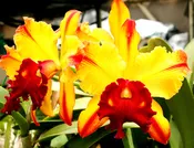 Blc. Toshie Aoki 'Pizazz' AM/AOS (2 1/2 inch pot)  3 years to bloom