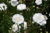 Bachelor Button – Tall White