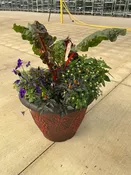 18.5" Planter Fall