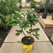10″/3G Citrus Bush Lemon Ponderosa