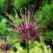 Allium - Schubertii