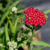 Achillea millefolium 'New Vintage™ Red' (Yarrow)