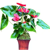 Red Anthuriums