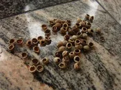 Three Coven Tree Bezoar Stones Magic Antique Goth Witchcraft Wealth Luck Magick