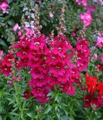 Antirrhinum majus - Chantilly Purple