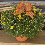 Autumn Hardy Mum Plant