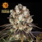 Bruce Banner Feminized By Barney's Farm Usa - Kind Seed Co