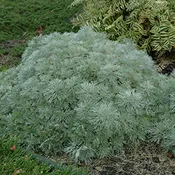 Artemisia Silver Mound
