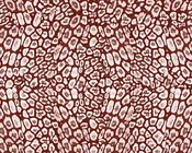 Michelle Nussbaumer: Jaguar (Multiple Colors)
