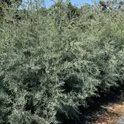Arizona Blue Cypress – Cupressus Arizonica