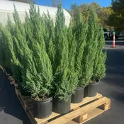 10″/3G Blue Point Juniper 36-42″