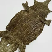 20% OFF SALE | Small Nile Crocodile - Only 4 available