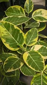 10" Ficus Altissima Yellow Gem Std