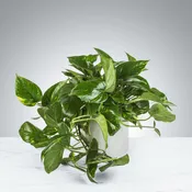 Beautiful Hanging Pothos