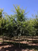 Accolade® Elm | Ulmus davidiana 'Morton' — Northwest Shade Trees