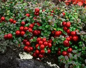 Blueberry ‘red candy’