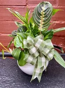6" DISHGARDEN