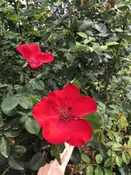 Altissimo (NA) — K and M Nursery