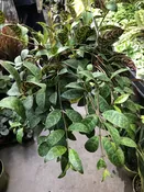 Lipstick Plant Black Pagoda 6" Hanging — Sunset Blvd Nursery