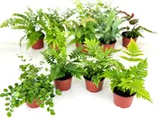 Fern Variety Pack (4 Plants) (4" Pots)