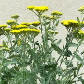 Achillea 'Moonshine' G01