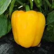 Abay Sweet Pepper Hybrid