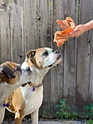 Pig Ear — Treats De Cuisine