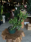 Portulacaria Afra S-Bonsai 8"