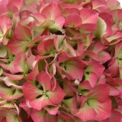 Green and Dark Pink Antique Hydrangeas