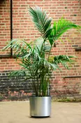 Kentia Palm