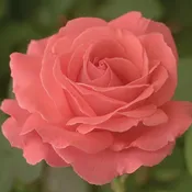 America, Climber — Weeks Roses