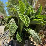 Calathea