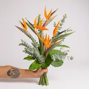 Birds of Paradise