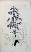 1425 (Pentestemon) The Botanical Magazine. London, 1812.