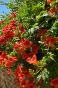 Trumpet Vine
