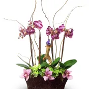 Bellina Orchids By Newport Florist NF240