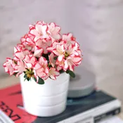 Azalea Flowers