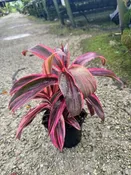 Cordyline 'Electra' — Excelsa Gardens