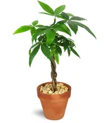 Petite Money Tree