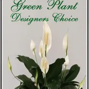 Green Plant Designers Choice