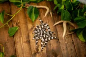 Banana Cut Wild Turkey Secondary Feathers