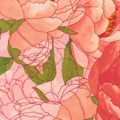 Darling Peony - Peonies - Cotton Candy