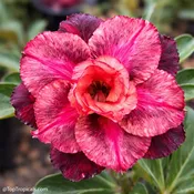 Adenium Colorful, Desert Rose, Grafted