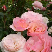 Calypso Shrub Rose