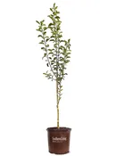 Apple Trees - Southern Living® Honey Crisp