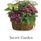 Plants basket 101