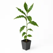 Kona Coffee [Coffea arabica]